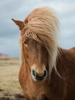 Meilleurs livres sur les chevaux