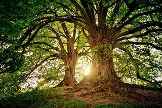 Meilleurs livres sur les arbres 2022