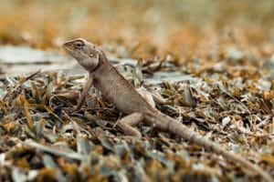 meilleurs livres sur les reptiles