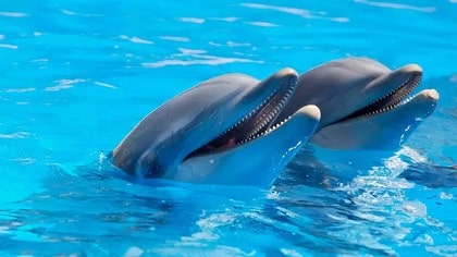 5 meilleurs livres sur les Baleines et dauphins