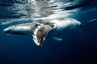 5 meilleurs livres sur les Baleines et dauphins