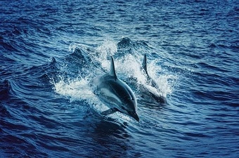 5 meilleurs livres sur les Baleines et dauphins