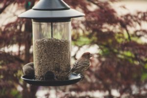 Meilleurs livres Nichoirs à oiseaux