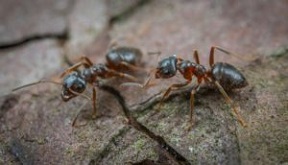 4 Meilleurs livres sur les fourmis
