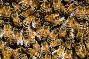 7 Meilleurs livres sur les abeilles