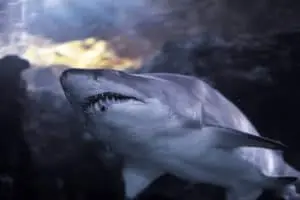 Requin majestueux nageant dans l’océan observé par un plongeur, illustration des meilleurs livres sur les requins