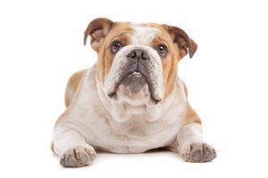 Les 10 Meilleures Pratiques pour Prendre Soin de votre Chien : Guide Complet de Soins Canins