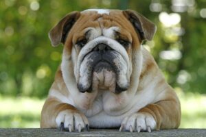 Le Bulldog Anglais : Un Compagnon au Grand Cœur